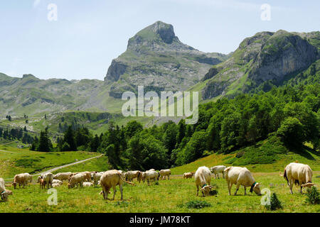 Mandria di mucche nei pascoli alpini, il Pic du Midi d'Ossau a fondo nei Pirenei francesi Foto Stock