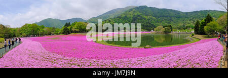 Fuji Shibazakura Festival si tiene annualmente alla base del Monte Fuji vicino al Lago Kawaguchi, Prefettura di Yamanashi. Foto Stock