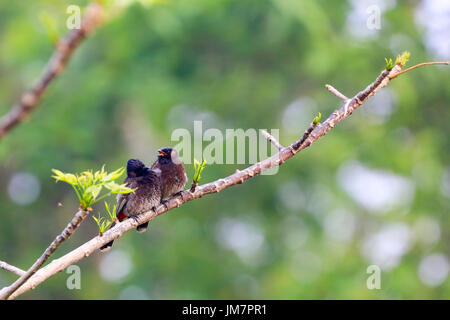 Rosso-sfiatato Bulbul noto anche come Bulbuli, a Baikka Beel nel quartiere Moulvibazar in Bangladesh. Foto Stock