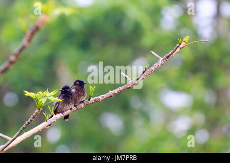 Rosso-sfiatato Bulbul noto anche come Bulbuli, a Baikka Beel nel quartiere Moulvibazar in Bangladesh. Foto Stock