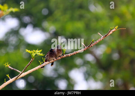 Rosso-sfiatato Bulbul noto anche come Bulbuli, a Baikka Beel nel quartiere Moulvibazar in Bangladesh. Foto Stock