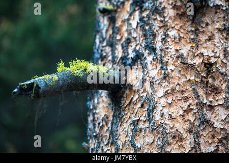 Questa ricca texture tronco di albero è la patria di una vibrante partita di Bright Green mossy. Foto Stock