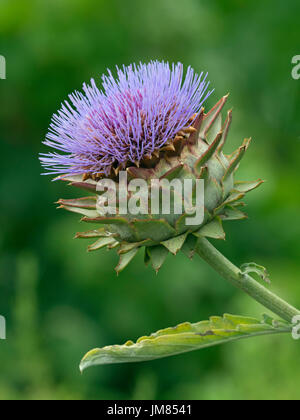 Carciofi o il cardo Thistle Cynara cardunculus Foto Stock