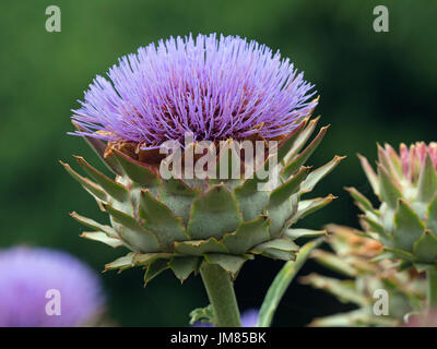 Carciofi o il cardo Thistle Cynara cardunculus Foto Stock