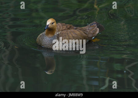 Ruddy-headed Goose a Slimbridge Foto Stock