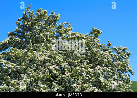 Biancospino in fiore, Ruegen isola, Meclemburgo-Pomerania, Germania, Europa Foto Stock