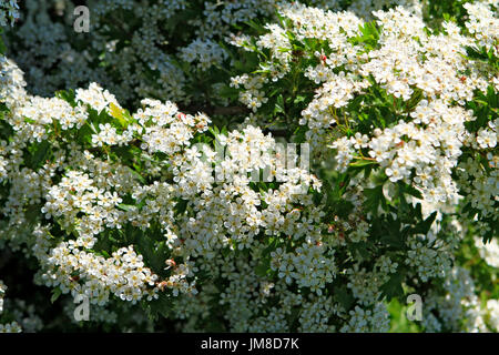 Biancospino in fiore, Ruegen isola, Meclemburgo-Pomerania, Germania, Europa Foto Stock