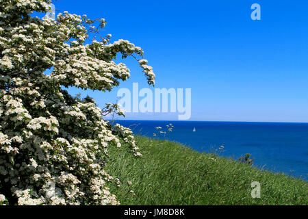 Biancospino in fiore, Ruegen isola, Meclemburgo-Pomerania, Germania, Europa Foto Stock