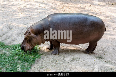 Ippopotamo mangiare erba Foto Stock