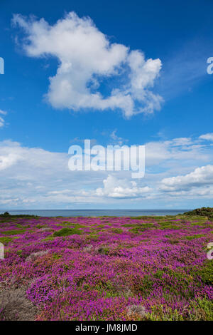 Assolato pomeriggio estivo su Dunwich scogliere con Heather in full color e del Mare del Nord in background Foto Stock