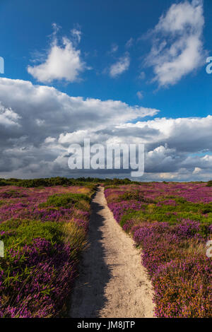 Guardando a Nord in un assolato pomeriggio estivo su Dunwich scogliere con Heather in Full Color Foto Stock