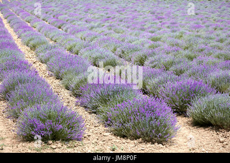 Splendido campo di lavanda in Provenza, Francia Foto Stock