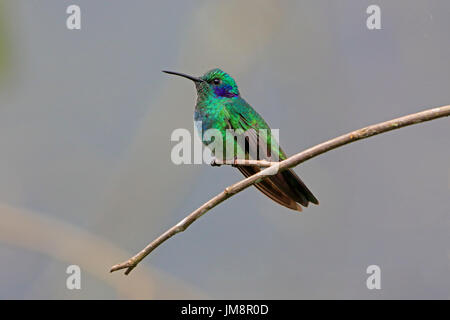 Green Violetear Hummingbird arroccato nella foresta nuvolosa in Ecuador Foto Stock