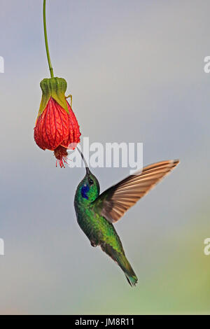 Green Violetear Hummingbird alimentando ad un fiore nel cloud forest in Ecuador Foto Stock