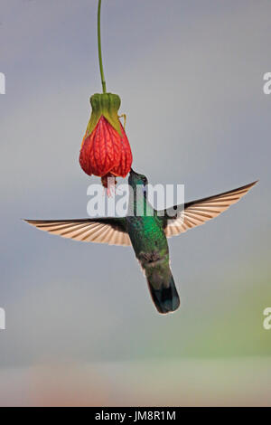 Green Violetear Hummingbird alimentando ad un fiore nel cloud forest in Ecuador Foto Stock