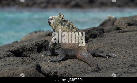 Iguana marina nelle isole Galapagos Foto Stock