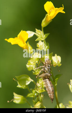 Southern hawker, Aeshna cyanea, caso larvale, esuvia, sul fiore di scimmia, Mimulus guttatus Foto Stock