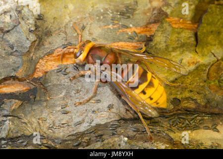 Unione hornet, Vespa crabro. bere sap da danneggiati sulla corteccia di albero della mela. Sussex. Regno Unito. Luglio. Foto Stock