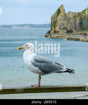 Seagull a Lydstep Haven,Pembrokeshire, Wales UK Foto Stock