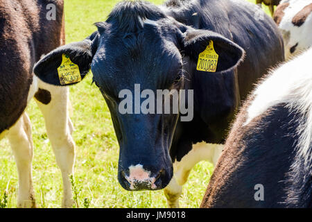 Il frisone mucca con marchi auricolari per l'identificazione e la rintracciabilità. Gloucestershire, Regno Unito Inghilterra Foto Stock