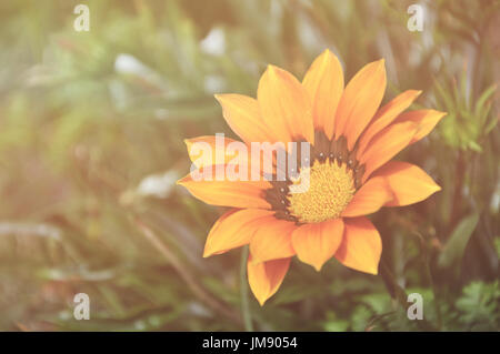 In stile retrò e effetto vintage del fiore Gazania, nome comune è un vero tesoro fiore, nome botanico è Gazania linearis. Foto Stock