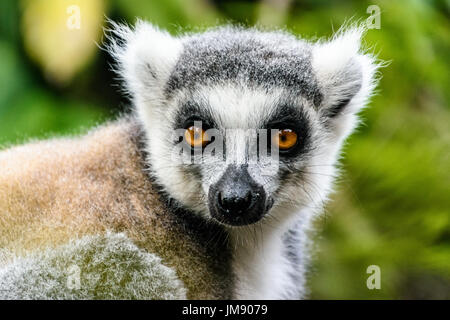 Ritratto di anello lemure codato in Madagascar Foto Stock