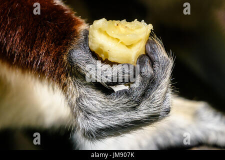 Close up Sifaka lemur mano con banana Foto Stock