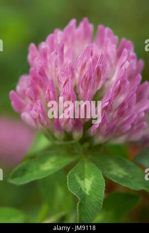 Trifolium pratense Foto Stock