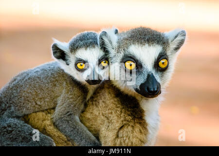 Anello di cute tailed lemur bambino portando sul retro che si affaccia nella fotocamera con occhi più belli Foto Stock