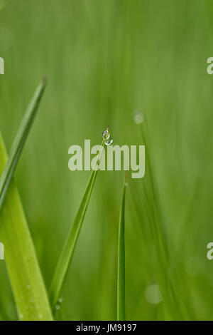 Macro di piccolissime gocce d'acqua sull'erba all'alba. Lo sfondo è completamente offuscata, liscia bokeh di fondo naturale. Foto Stock