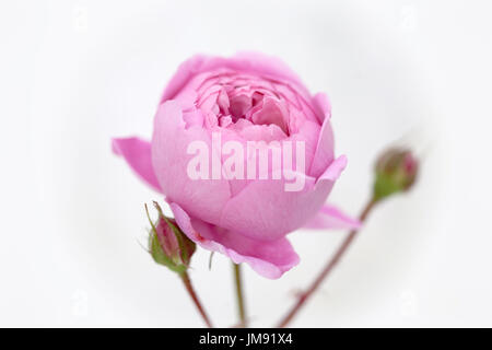 Fotografia a colori, close up di Rosa Geoff Hamilton. Foto Stock