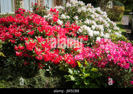 Visualizzazione della fioritura azalee e rododendri in un giardino dell'hotel a Tiverton Devon UK Foto Stock