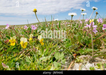 Scottish fiori selvatici che crescono in machair prati in estate a Balranald Riserva Naturale, Hougharry North Uist Ebridi Esterne Western Isles della Scozia UK Foto Stock
