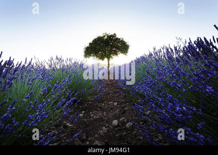 Albero con una luce di ritorno in campo di lavanda vicino Saignon, Luberon, Vaucluse Provence. Foto Stock