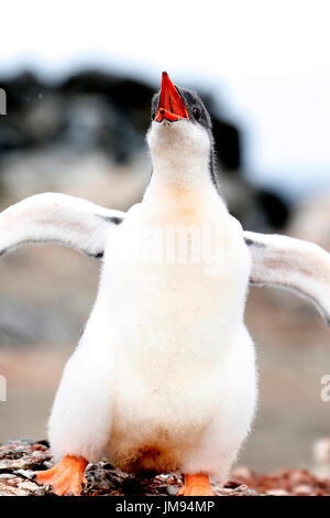 Un bambino pinguino Gentoo (Pygoscelis papua) di chiamare i genitori sulla spiaggia, come se lui / lei sta cantando Foto Stock