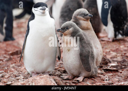 Pinguini Chinstrap (Pygoscelis antarcticus) madre e neonati (pulcini) sulla spiaggia Foto Stock