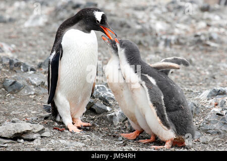 Pinguino Gentoo (Pygoscelis papua) madre alimentando il suo bebè Foto Stock