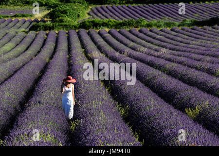 Donna in abito bianco e rosa hat in campi di lavanda vicino Saignon, Luberon, Vaucluse Provence, Francia. Foto Stock