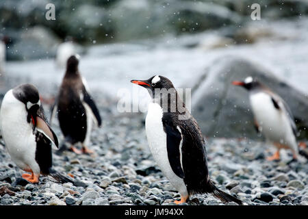 Pinguino Gentoo (Pygoscelis papua) sulla spiaggia di nevicare Foto Stock