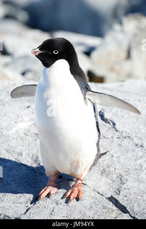 Ritratto di Adélie Penguin (Pygoscelis adeliae) sulla spiaggia Foto Stock