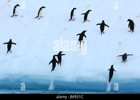 I Pinguini Adélie (Pygoscelis adeliae) ripetutamente di saltare su un iceberg e saltando in acqua Foto Stock