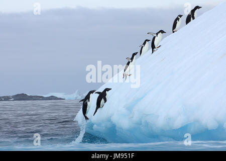 I Pinguini Adélie (Pygoscelis adeliae) ripetutamente di saltare su un iceberg e saltando in acqua Foto Stock