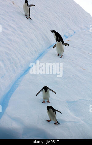 I Pinguini Adélie (Pygoscelis adeliae) ripetutamente di saltare su un iceberg e saltando in acqua Foto Stock