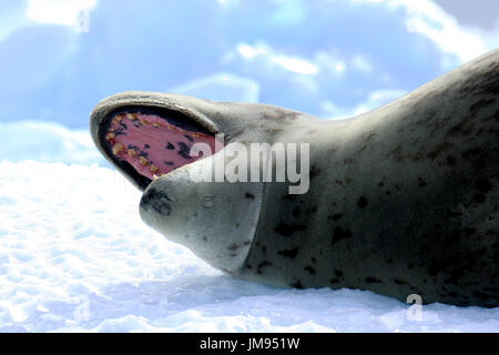 Guarnizione di Leopard (Hydrurga leptonyx) giacente sul mare di ghiaccio, sbadigli Foto Stock