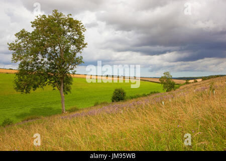 Una cenere lone tree accanto a un percorso di fioritura viola thistle vicino a un prato verde nel yorkshire wolds sotto una tempesta cielo estivo Foto Stock