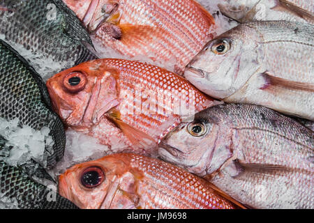 Visualizzazione di Red Snapper e di pesci di Tilapia su ghiaccio Foto Stock