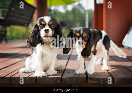 Ritratto di due cani - molto carino cavalier épagneuls insieme Foto Stock