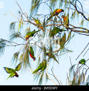 Parrocchetti invasi da albero ad albero a Cape Byron Bay, Nuovo Galles del Sud, Australia. Foto Stock