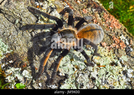 Thai frangia dorata tarantula (Ornithoctonus aureotibialis) Foto Stock