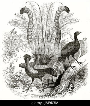 Vecchia illustrazione del Lyrebird superba (Menura novaehollandiae). Da autore non identificato, pubblicato il Magasin pittoresco, Parigi, 1837 Foto Stock